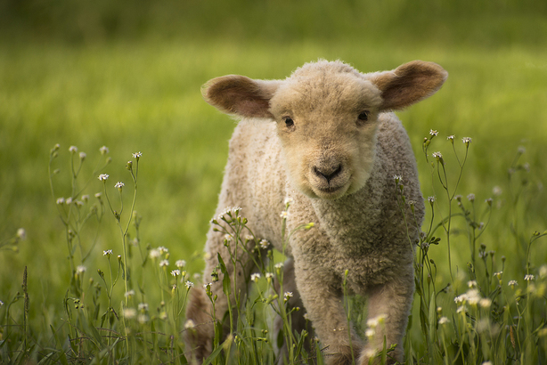 Homeopathic farm remedies for young animals by Agripathics