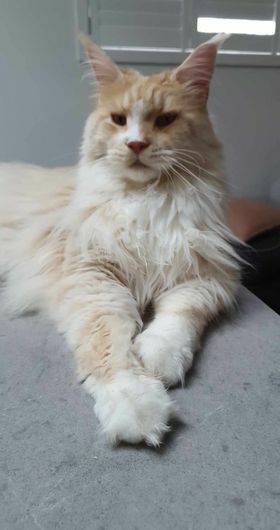 Cat snake bite helped with Homeopathy