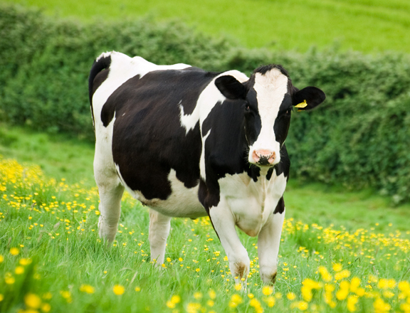 Homeopathy for dairy farming by Agripathics