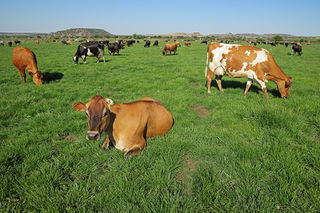 Pre Mating and Mating
