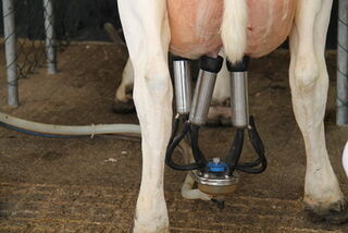 Mastitis in Dairy Animals