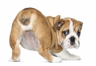 Anal Glands in Dogs