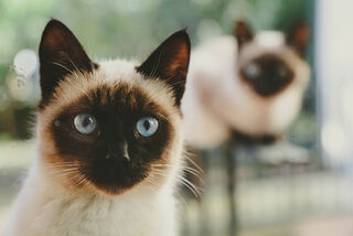 Kidney Disease in Cats