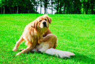 Atopic Dermatitis in Cats and Dogs