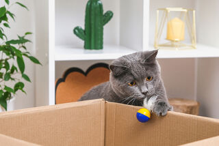 How to Naturally Treat Hyperthyroidism in Cats