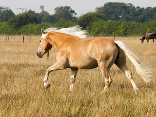 Laminitis in Horses