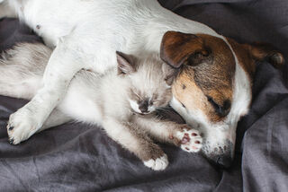 Liver, the Importance of your Pet's