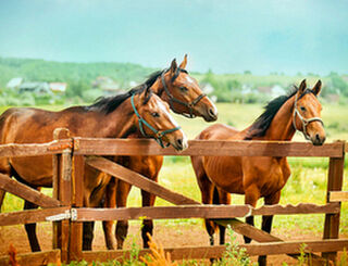 Worms / Internal Parasites in Horses