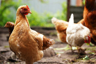 Healthy chickens and birds with homeopathy