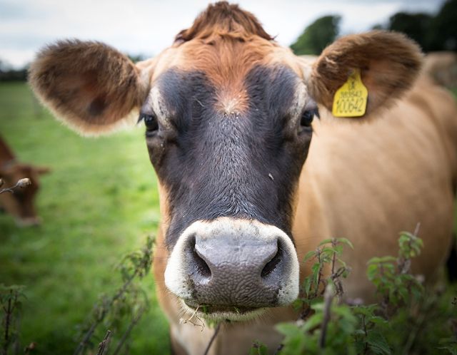 Homeopathic remedies for calf rearing by Agripathics